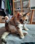 Oli (1)4
